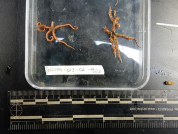 Media type: image;   Invertebrate Zoology 139629